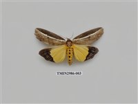 藏品(夜蛾444)的圖片